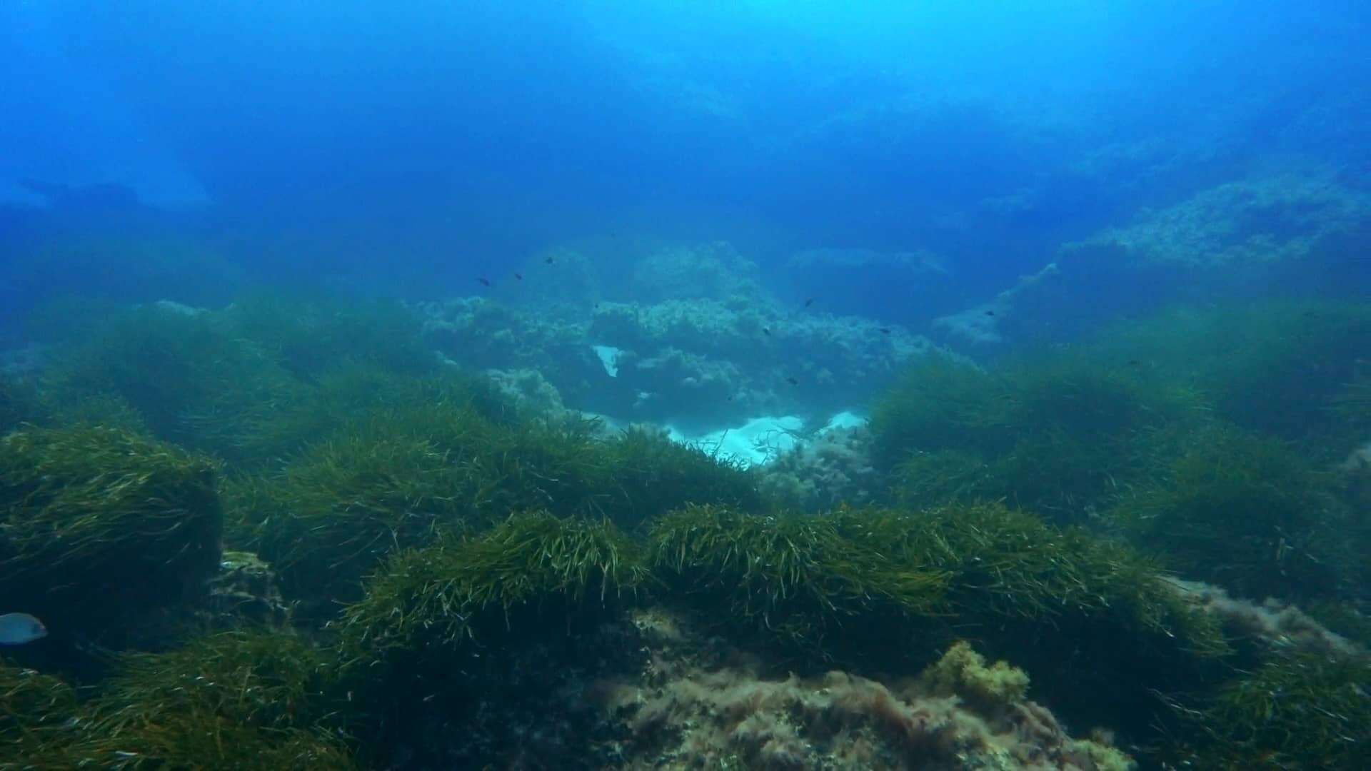 Paesaggio sottomarino con barriera corallina e vegetazione marina a Isola Bella.