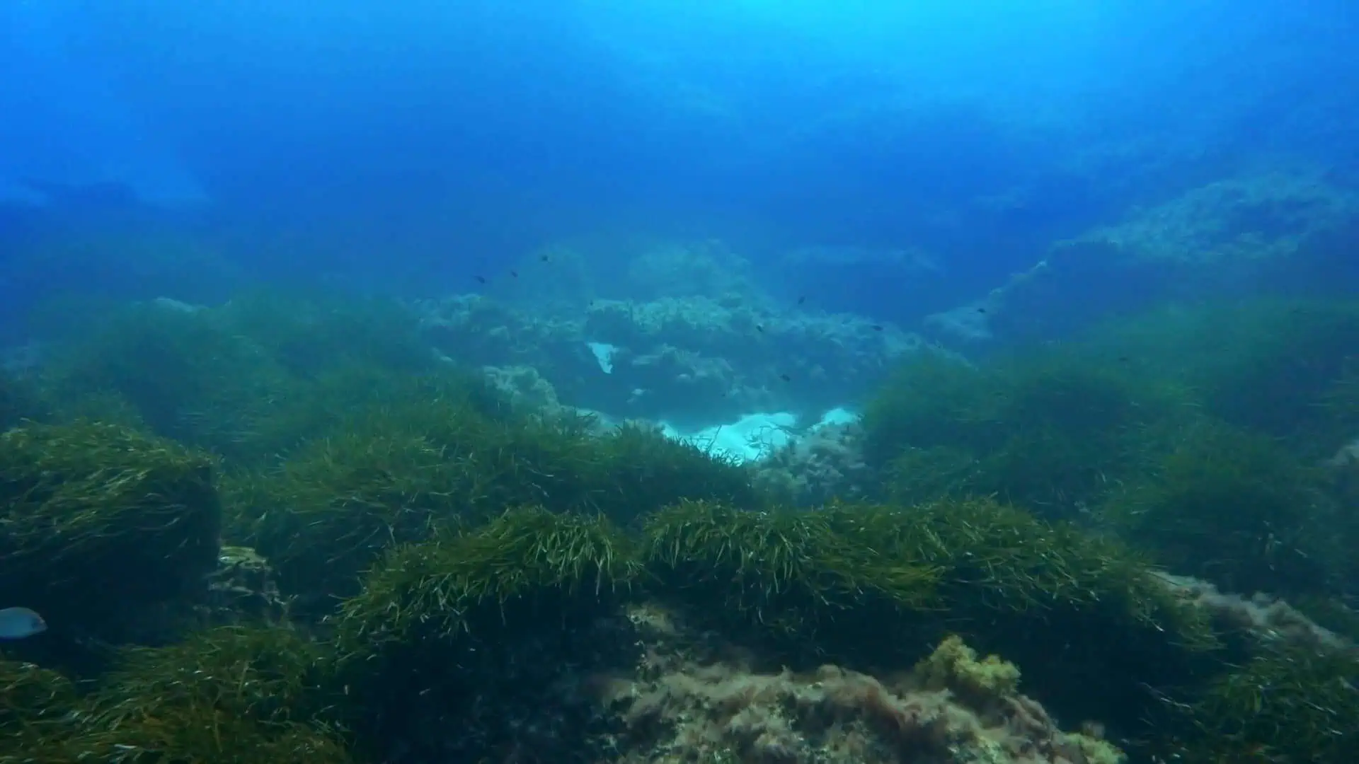 Paesaggio sottomarino con barriera corallina e vegetazione marina a Isola Bella.