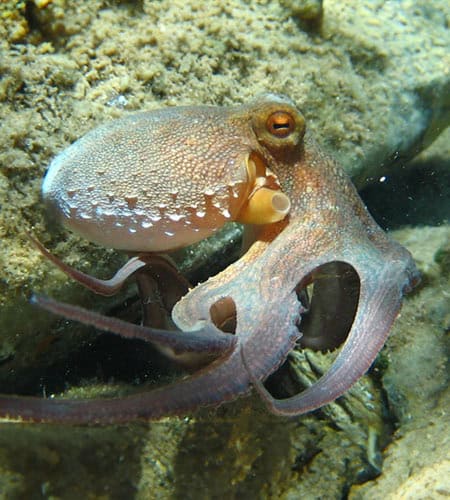 Polpo che si nasconde tra le rocce marine, evidenziando il suo colore e texture.