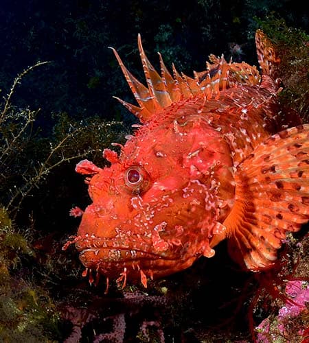 Immagine di un pesce scorfano rosso in habitat marino naturale.