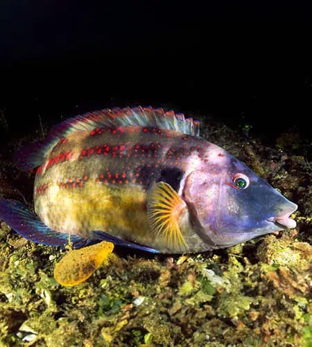 Pesce di barriera colorato e vivace sotto il mare, con dettagli vividi e sfumature brillanti, nuota.