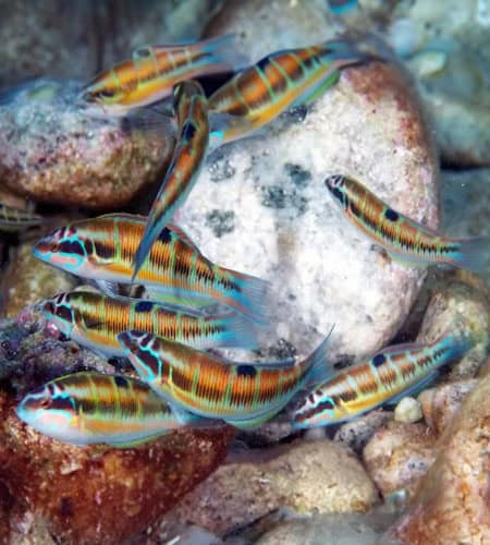 Pesci tropicali colorati nuotano tra rocce e coralli in acque cristalline.