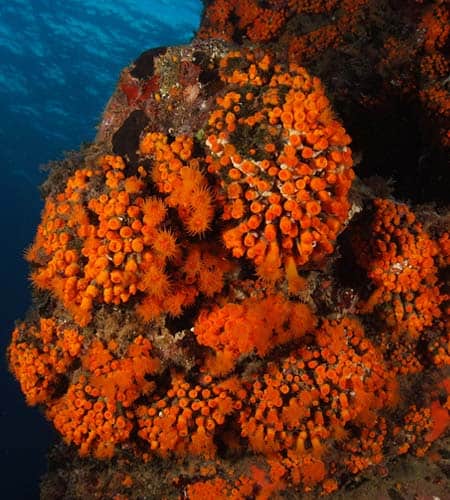 Corallo arancione vibrante in habitat marino profondo.