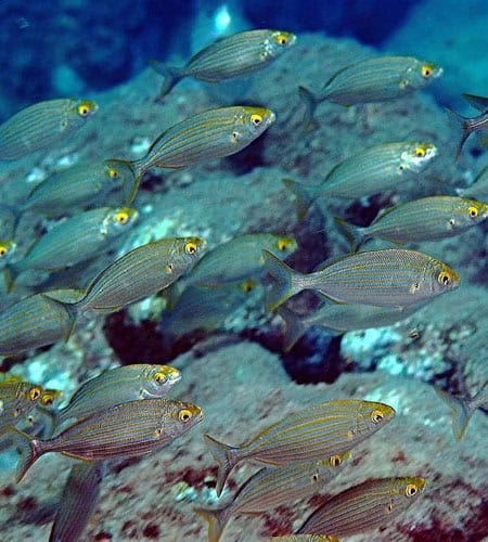 Pesci tropicali nuotano in acque profonde, mostrando colori vivaci e dettagli affascinanti.