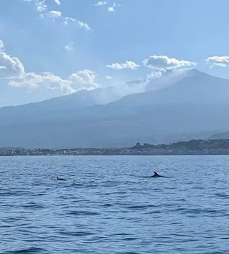Delfini che nuotano nel mare con montagne e cielo sereno sullo sfondo.