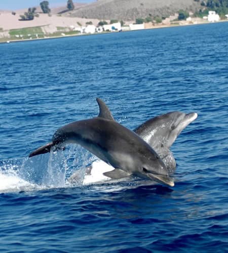 Balena delfino che salta dall'acqua in mare aperto.