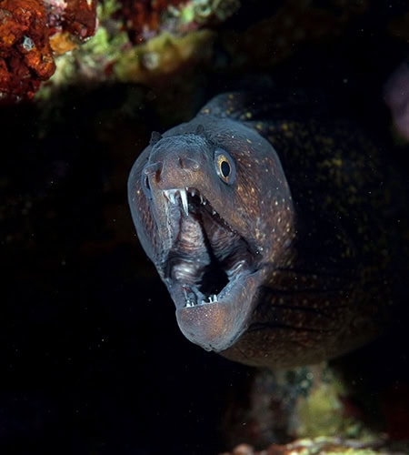 Pesce di profondità con bocca aperta, ambientato tra rocce marine.