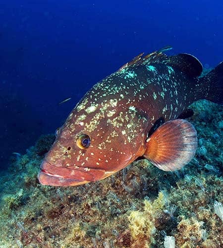 Pesce spugna colorato nuota sopra il fondale marino blu profondo.