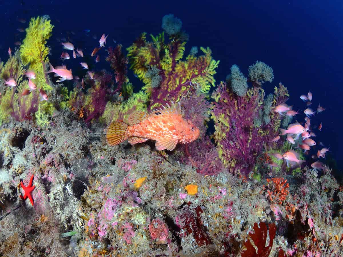 Profondità marina ricca di coralli e pesci colorati, ideale per immersioni profonde e avventure suba.