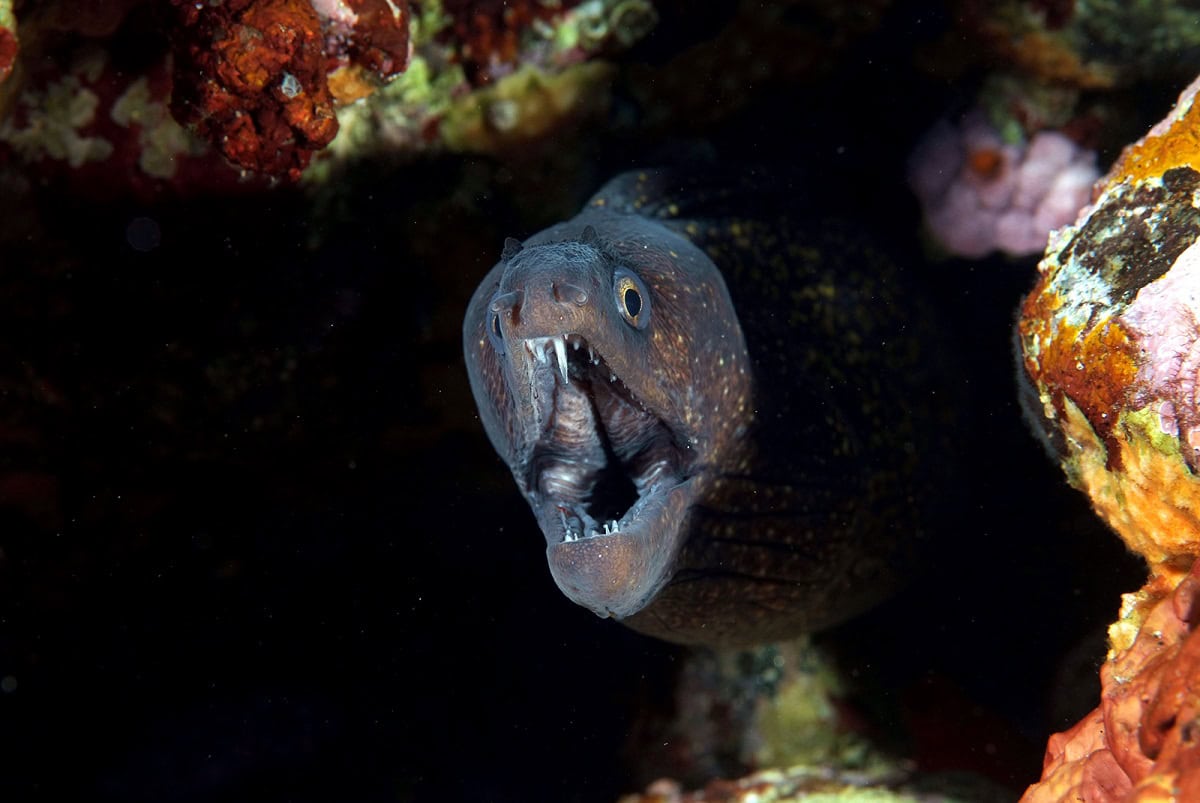 Pesce di montagna di mare con bocca aperta tra le rocce coralline.